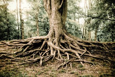 Gnarled Roots, Illinois